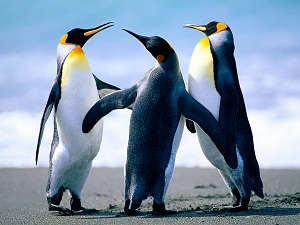 Penguinčki
